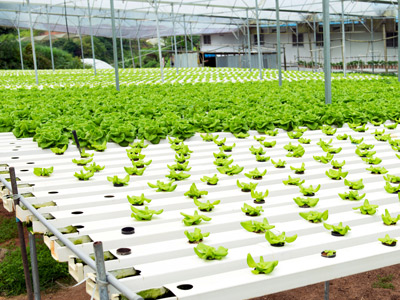 Hydroponic vegetables