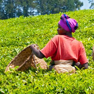 Female teapicker in a tea plantation in Rwanda