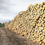Large stacks of cut timber logs at a sustainably managed pine forest.