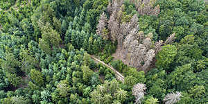 Aerial view of a cluster of dead trees in a forest in Waldsterben, Germany