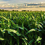 Cornfield at sunset in Illinois, USA.