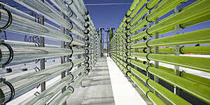 Vanishing perspective of tubular bioreactors filled with green algae that are used for carbon sequestration.